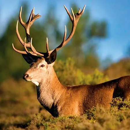 Quarto em Acomodações Particulares Telhados De Xisto Lousã