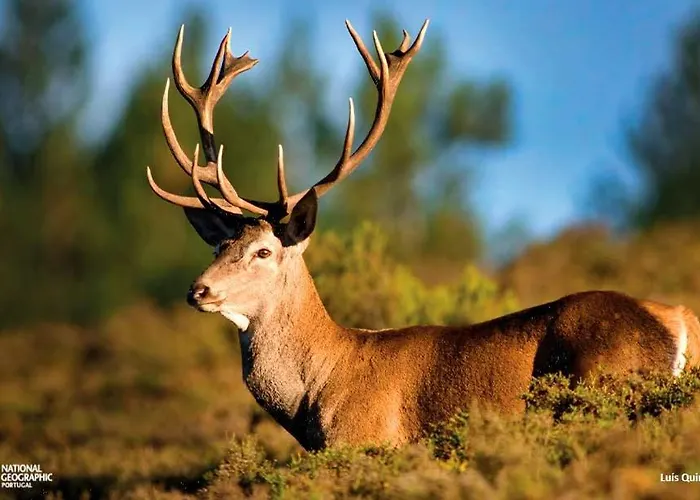 Kwatera prywatna Telhados De Xisto Lousã